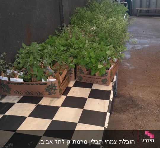 ארגזי צמחים ירוקים על שולחן שחמט